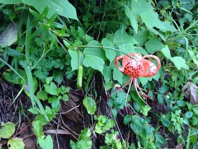 How to Grow and Care for Tiger lily