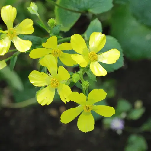 Azores buttercup