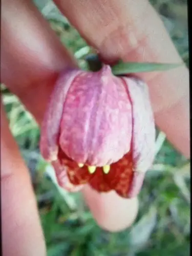 Fritillaria tubaeformis