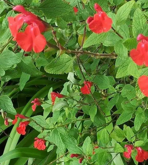Salvia microphylla 'Kew Red'