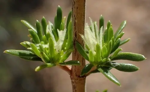 Anthospermum spathulatum