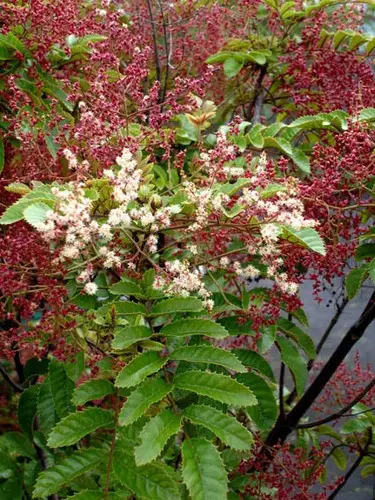 Ackama rosifolia