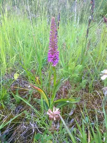 Marsh fragrant orchid
