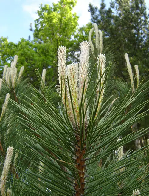 Austrian pine