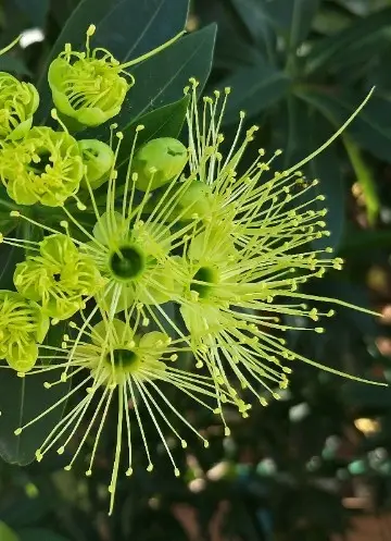 Ixonanthes reticulata