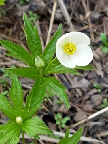 カナダ・アネモネ (ケア, 特徴, 花, 画像)