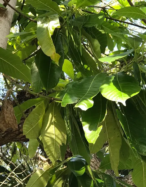 Brotnußbaum