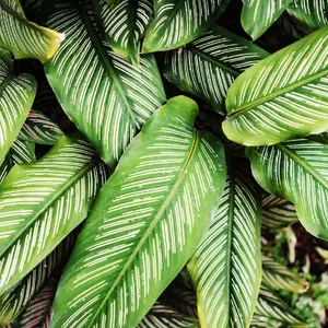 calathea dotti Calathea Dottie Prayer Plant Nursery 6