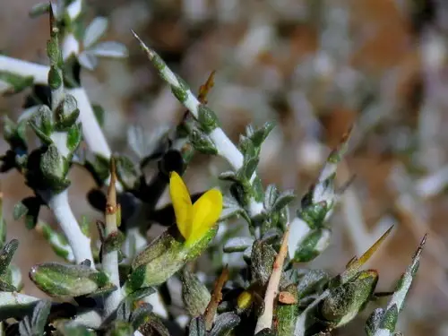 Yellow thorn