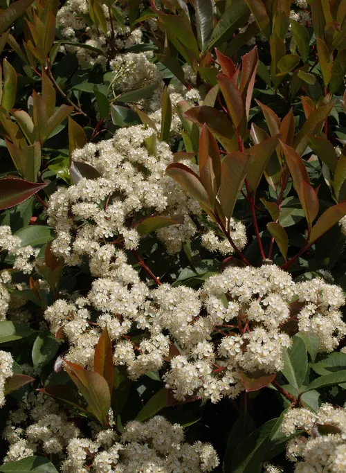 Kahle Glanzmispel - Photinia serratifolia (Pflege, Merkmale, Blume, Bilder)