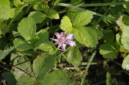 How to Grow and Care for Arctic raspberry