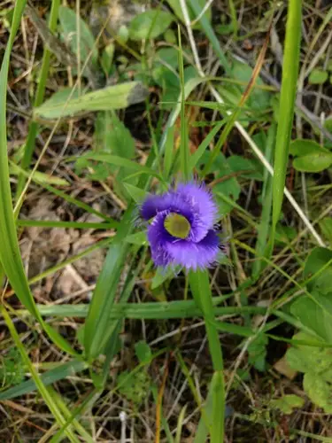 Greater fringed gentian