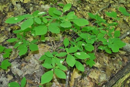 Dirca How to Grow and Care for Eastern leatherwood