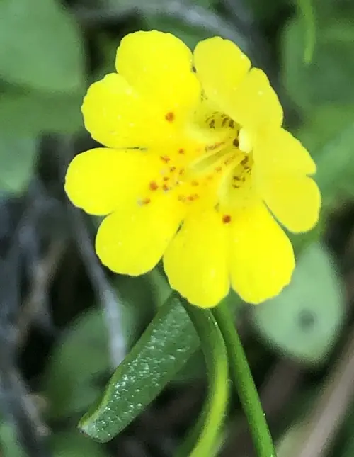 Erythranthe primuloides - PictureThis