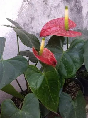 Cara Menanam dan Merawat Anthurium