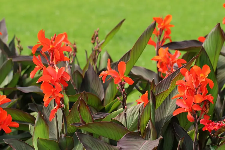 Canna lilies 'Red'