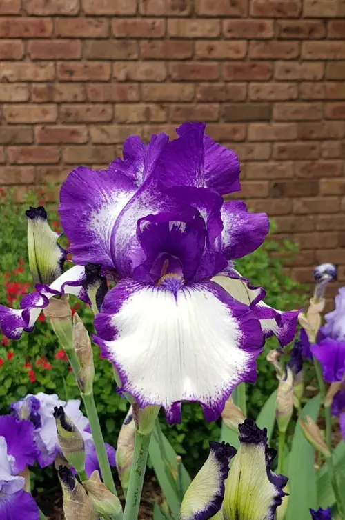 Iris germanica 'Cee Jay'