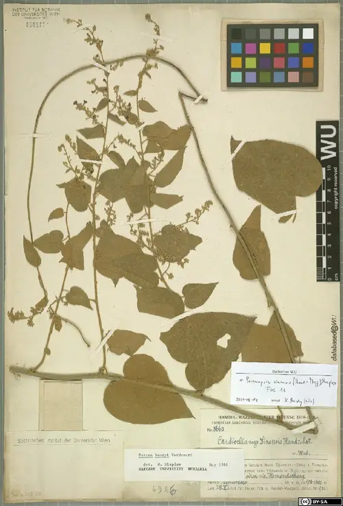 Poranopsis sinensis