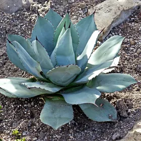 アガベ オバティフォリアの判定方法 (Agave ovatifolia) アガベ オバティフォリアの判定方法 (Agave ovatifolia)