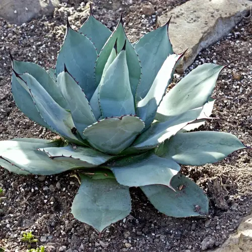 Whale's Tongue Agave