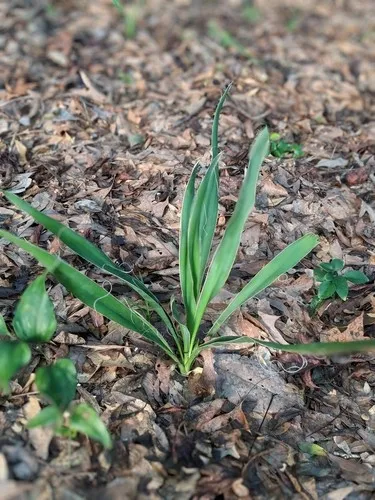 masoniana sansevieria Dracaena masoniana 'Victoria'  Spotted Whale Fin Snake Plant