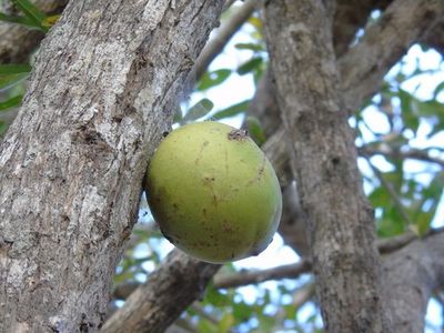 Cuastecomate - Crescentia alata (Taxonomía, Características, Flor ...