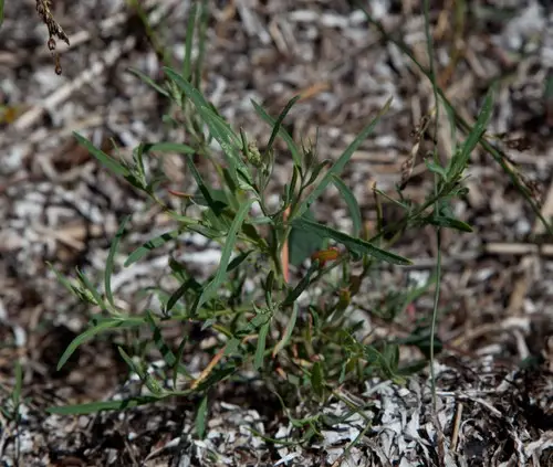 Narrow-leaved saltbush