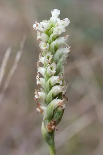 Hooded lady's tresses