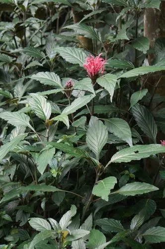 Pianta Justicia Carnea In Vaso 7cm - Pianta Da Fiore Decorativa Per Interni Ed Esterni - Foto 10