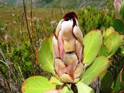 Protea stokoei