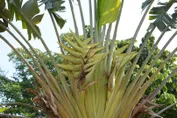 タビビトノキ（旅人の木）の判定方法 (Ravenala madagascariensis)