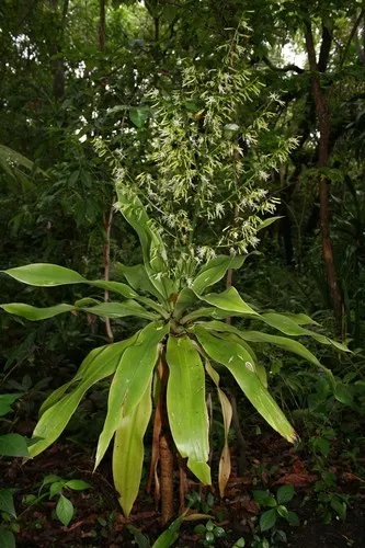 dracaena compacta pflege Medium Dracaena Compacta Cane – Dahing Plants