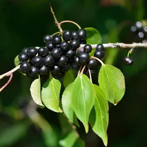 European Buckthorn (Rhamnus Cathartica) Seeds – 50+ Viable Seeds For Cold Climates