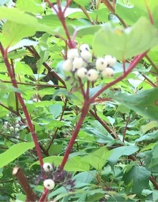 アカクキミズキ(赤茎水木)の育て方・栽培方法 アカクキミズキ(赤茎水木)の育て方・栽培方法