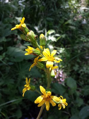 橐吾 (Ligularia sibirica) - PictureThis