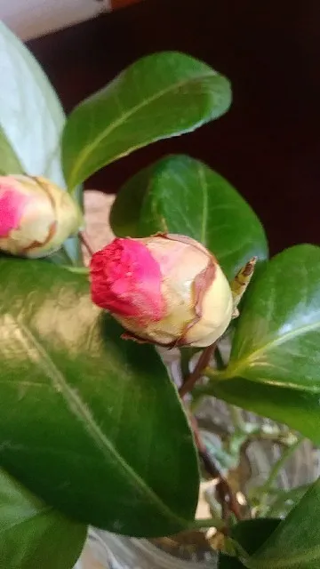 So identifizierst du Kamelie (Camellia japonica)