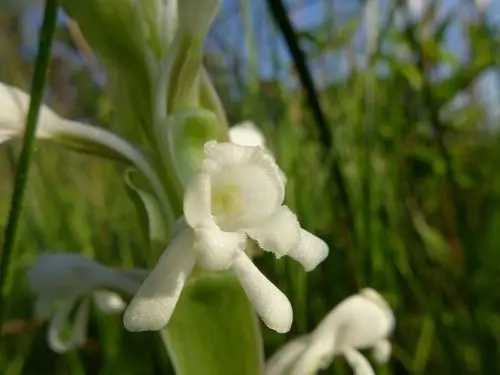 Satyrium buchananii Flower, Leaf, Care, Uses - PictureThis