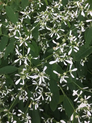 How to Grow and Care for Graceful spurge 'Diamond Frost'