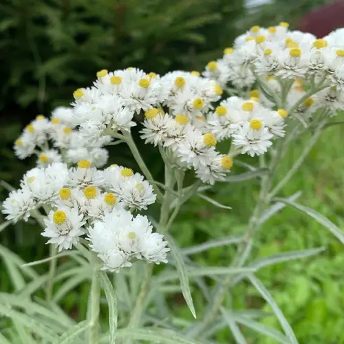 Pearly everlasting