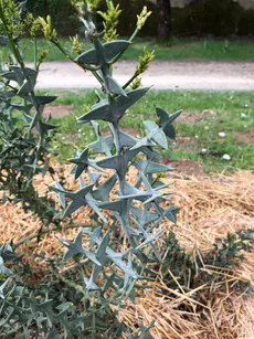How to Grow and Care for Anchor plant