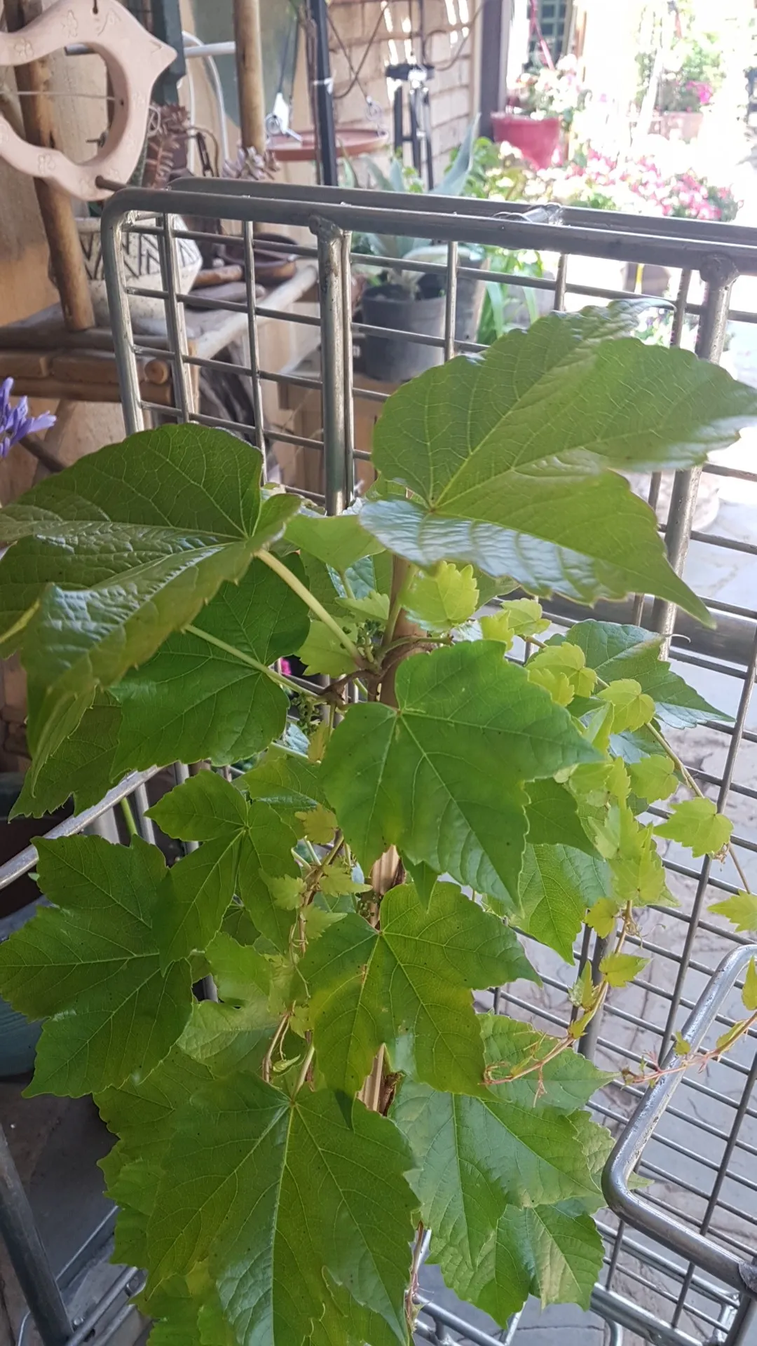 ツタ（蔦）の判定方法 (Parthenocissus tricuspidata)