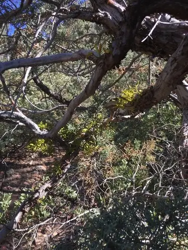 Smooth-barked arizona cypress