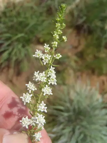 Selago densiflora