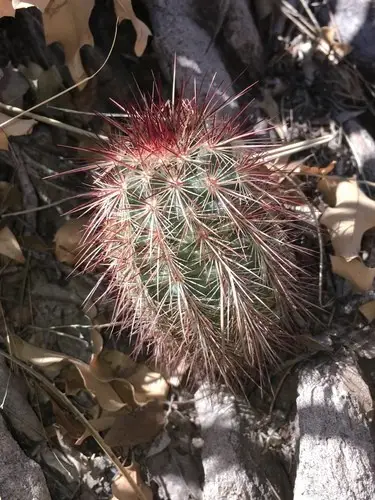 Brownspine hedgehog cactus