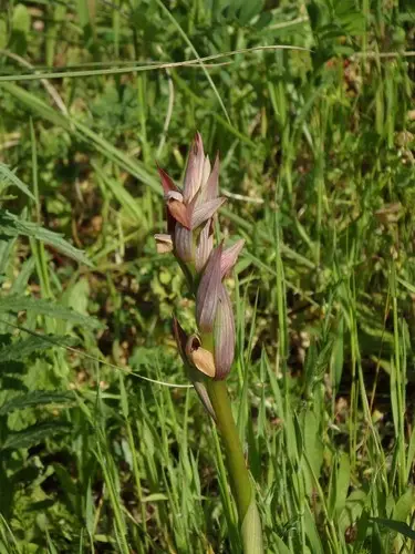 Small-flowered tongue-orchid