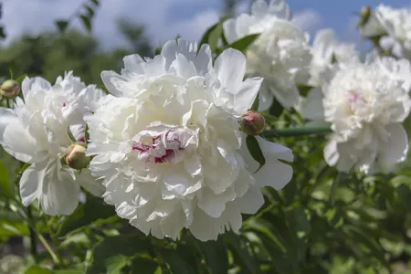 シャクヤク（芍薬） 'Festiva Maxima'の育て方・栽培方法