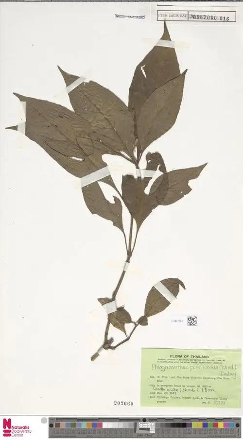 Cystacanthus paniculatus