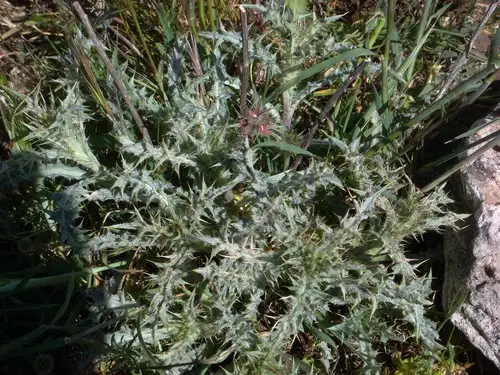 Wooly carline thistle