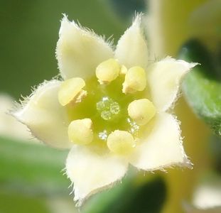 Phylica axillaris - PictureThis