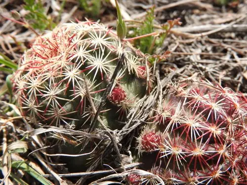 Nylon hedgehog cactus